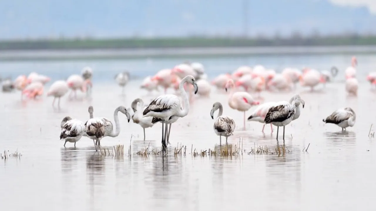 Keşan Kent Konseyi'nden Gala Gölü çağrısı: Doğanın kalbine türbin dikilmesin!