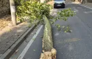 İstanbul'da 58 ağaç devrildi, 6 araç hasar gördü... Dikkat! Bu gecede etkili olacak