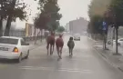 Düzce'de başıboş atlar trafiği birbirine kattı!