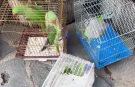 Eminönü'nde petshop denetimi... 39 papağan koruma altında