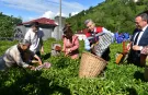 Artvin'de geleneksel çay hasadı başladı