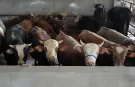 DMM'den bayram öncesi dolandırıcılık uyarısı