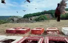 Kene ve Kokarcaya Karşı 51 Bin Keklik ve Sülün Doğaya Salınacak