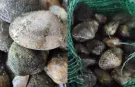 Kapıkule'de 840 kilo canlı akivades ele geçirildi! 1 milyon TL ceza kesildi