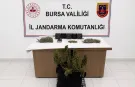 Bursa'da Jandarmadan Uyuşturucu Operasyonu: 3 Gözaltı