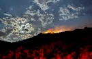 İzmir Dikili'de Makilik Alanda Çıkan Yangın Kontrol Altına Alındı