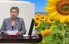 CHP'li Yontar: Ayçiçeğinde üretici tarlasını değil, zararını biçiyor