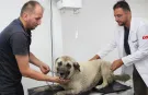 Giresun'da vahşice ezilen can dost hayata döndürüldü
