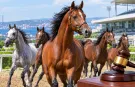 TİGEM, 15 safkan Arap koşu tayını satışa çıkarıyor