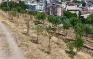 İzmir'in kıraç topraklarında yeşil dönüşüm