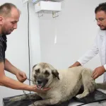Giresun'da vahşice ezilen can dost hayata döndürüldü