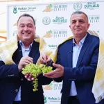 Üzümün başkenti Manisa bağbozumuna hazır