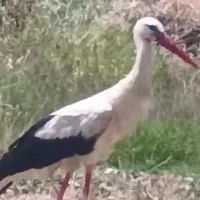 YAŞAM