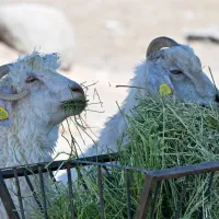 YAŞAM