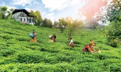 Çay topraklarına can suyu... Rize, Trabzon ve Artvin'de çay bahçelerinde verim arttı