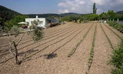 Kurbanlık hayvanların atıkları Bornova'da toprağa can oluyor