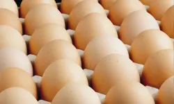 Türk Gıda Kodeksi Yumurta Tebliği'nde değişiklik