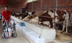 Ordu’da sütün değeri artıyor üreticinin yüzü gülüyor