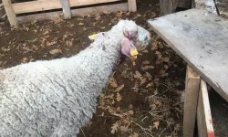 Bilecik Pazaryeri'nde çiftçiyi üzen olay!