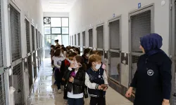 Sakarya'da can dostların yeni dünyasına hayran kaldılar