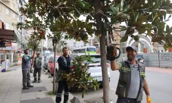 Çayırova'da mevsimlik budamalar başladı