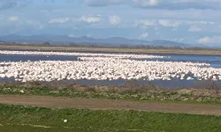 CHP'li Yazgan'dan TBMM'de Gala Gölü çağrısı!