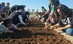 Diyarbakır Tıbbi ve Aromatik Bitkiler Atölyesi'nde safran ekimi