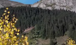 Ilgaz Dağı sonbaharda renk cümbüşü