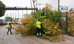 İstanbul Maltepe'de budama zamanı