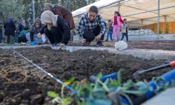 İzmir bostanlarında kış dikimi başladı