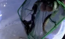 Kastamonu dereleri kırmızı benekli alabalıklarla yeniden can buldu