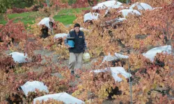Kavacık'ın coğrafi işaretli üzümüne büyük ilgi