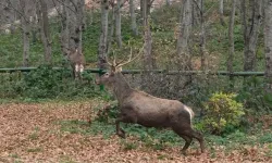 Kocaeli'de 8 kızıl geyik daha Kuzuyayla'ya salındı