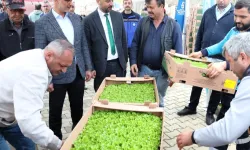 Kocaeli'de Gebzeli çiftçilere 500 bin fide dağıtıldı