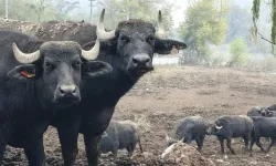 Kocaeli'de manda desteğiyle verim arttı