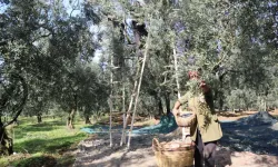 Marmarabirlik zeytin alım fiyatlarını açıkladı... Taban 55 TL, tavan 160 TL!