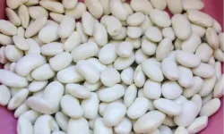 Mersin'de Leklek Fasulyesi yeniden hayat buluyor