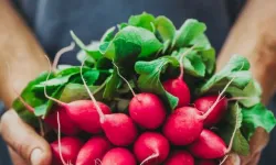 Pestisitte 'turp yaprakları' ayarı! Küçük ve büyük türler ayrı sınıflandırıldı!