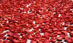 Şifa deposu kuru domates ihracatta dünya ikincisi