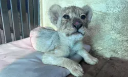 Tuzla'da kaçak aslan yavrusu kurtarıldı... Tedavisi Aslan Park'ta sürüyor