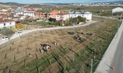 Bursa İnegöl'de 572 fidanlı koruluk Akhisar'a nefes oldu