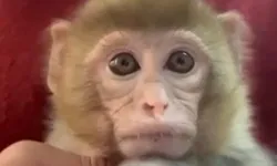 Elazığ'da yavru makak maymunu korumaya alındı