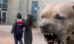 Etimesgut'ta pitbull dehşetinde yeni gelişme... Köpek sahibi tutuklandı!