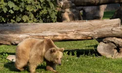 İzmir Doğal Yaşam'ın yeni sakinleri siyah jaguar ve boz ayı oldu