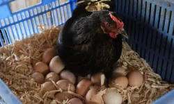 Kocaeli'de hibeli tavuk desteği üreticiye can suyu oldu