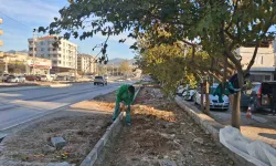 Muğla Milas'ın dört bir yanı yeşile bürünüyor