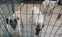 Sivas Belediyesi'nden sokak hayvanlarına modern barınak