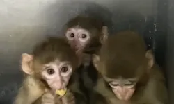 Bursa'da üç makak maymunu koruma altında