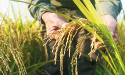 TMO çeltik alım fiyatlarını açıkladı... Alımlar ayın 26'sında başlıyor