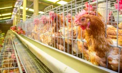 Yumurtacı tavukların kafes standardında değişiklik... Mevcut kafes sistemleri 2029'da sona eriyor